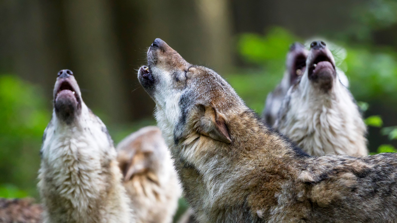 Huilende grijze wolven in Duitsland.