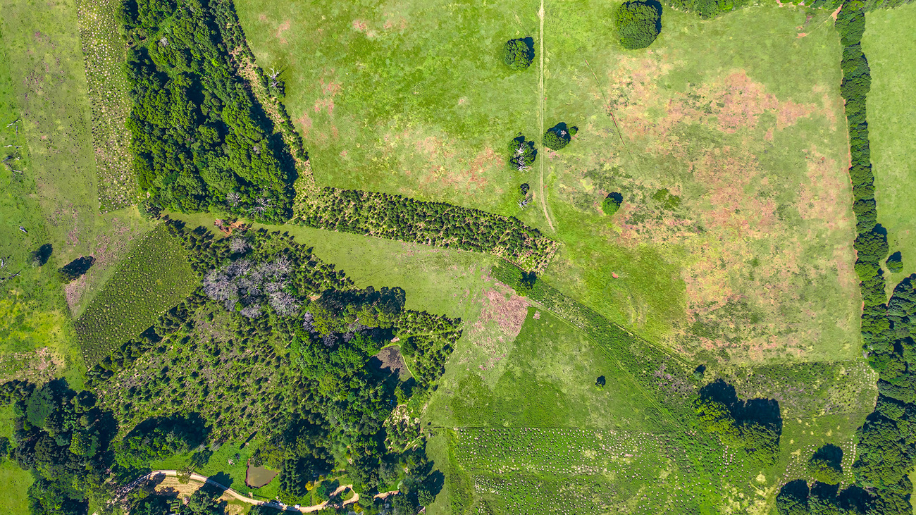 Aerial shot of the Bangalow Koalas wildlife corridor showing various stages of tree growth from some IFAW tree plantings.