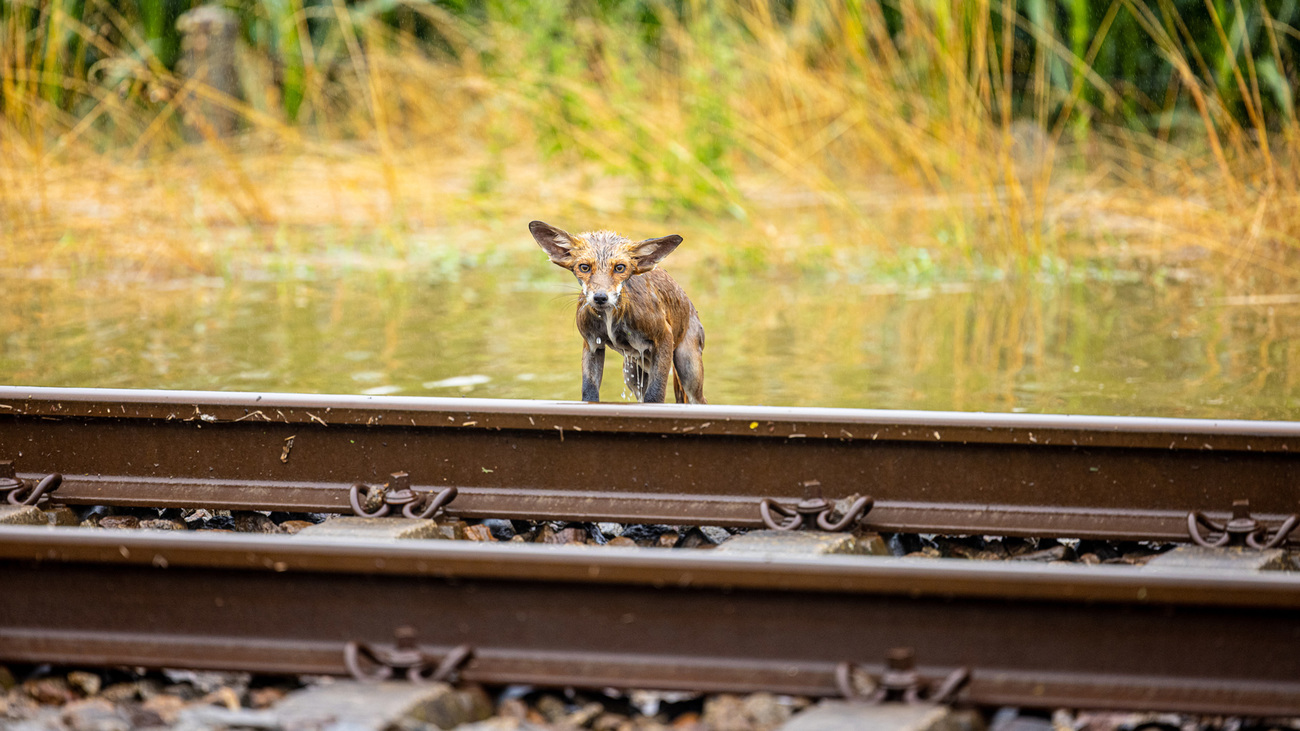 Een vos overleefde de overstromingen in Limburg, Nederland in de zomer van 2021.