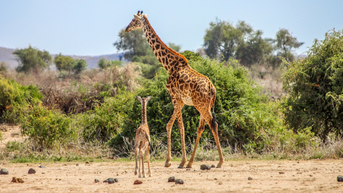 een week oude giraffe met haar moeder