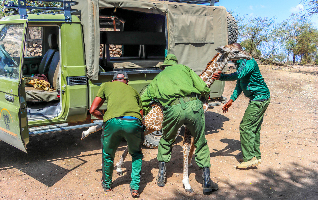 Rangers van OCWR laden voorzichtig een verlaten giraffekalf van een week oud in hun voertuig om het in veiligheid te brengen.