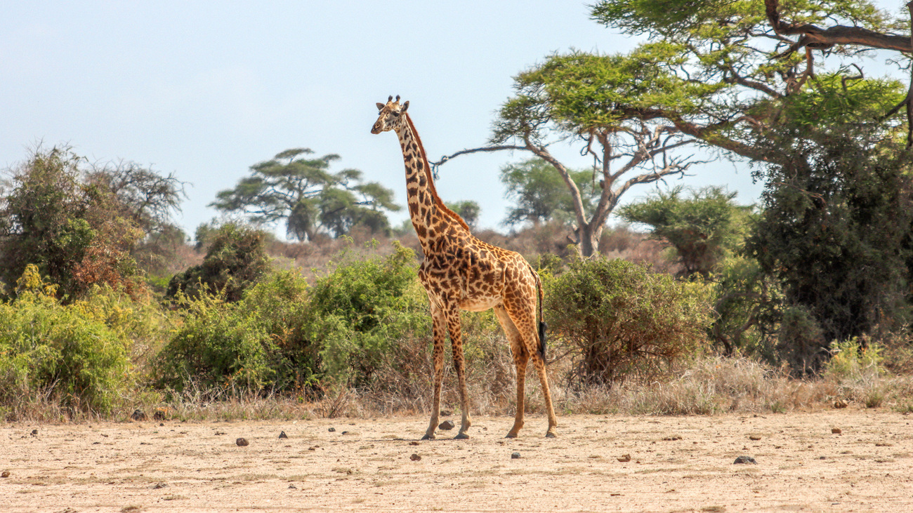 Aan de hand van voetafdrukken spoorden rangers van OCWR een moedergiraffe op die van haar week oude kalf was gescheiden.