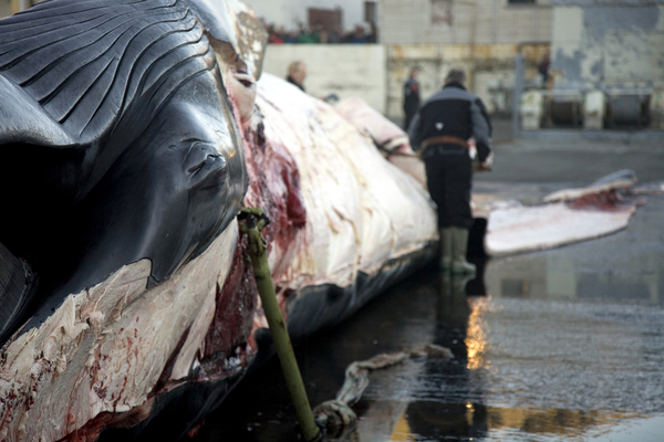 Isländische Studie belegt Grausamkeit des Walfangs