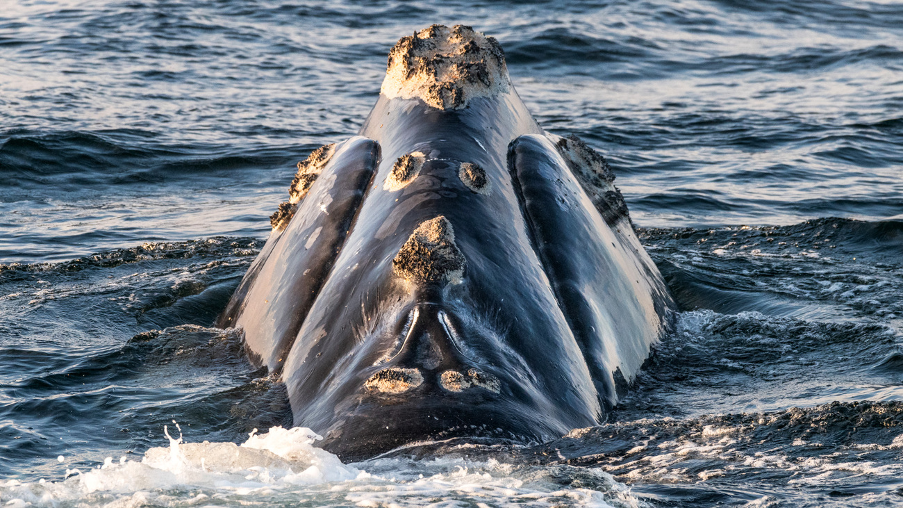 Head of a North Atlantic right whale (Eubalaena glacialis) showing callosities, patches of roughened skin that are unique to each whale.