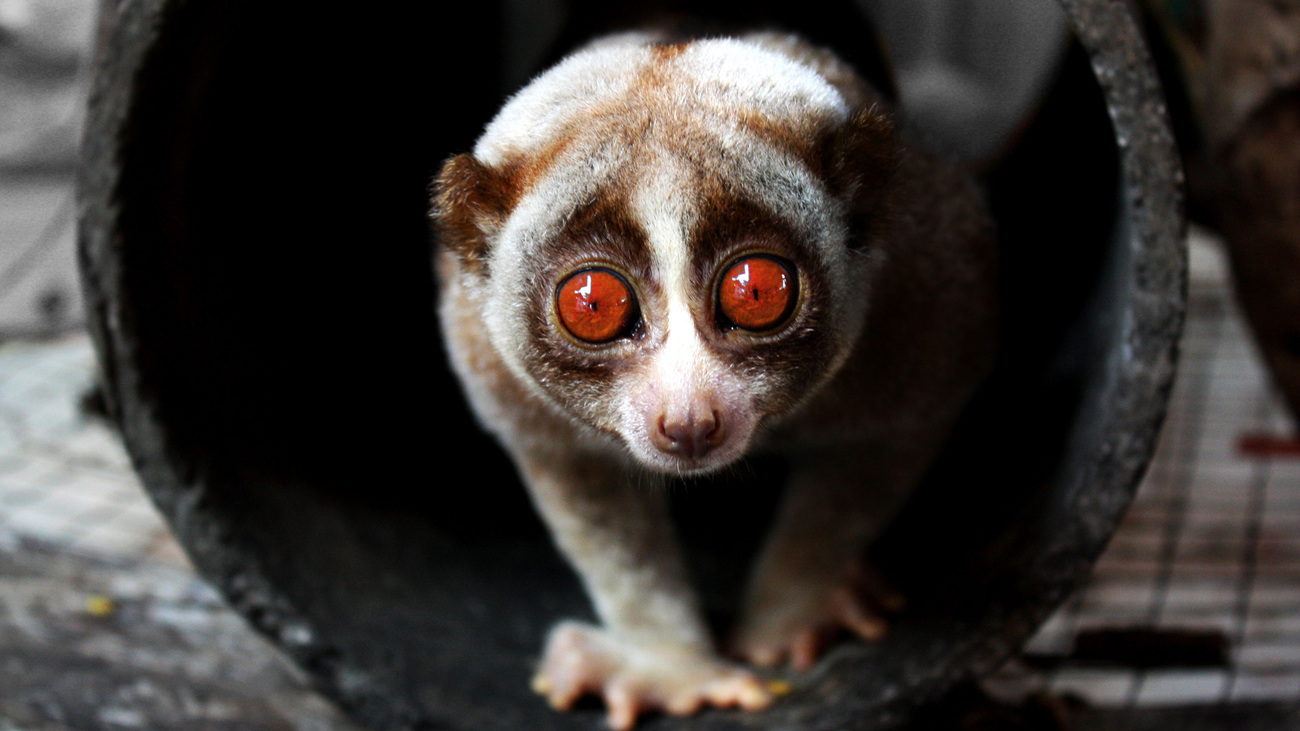 A slow loris crawls through a large pipe.