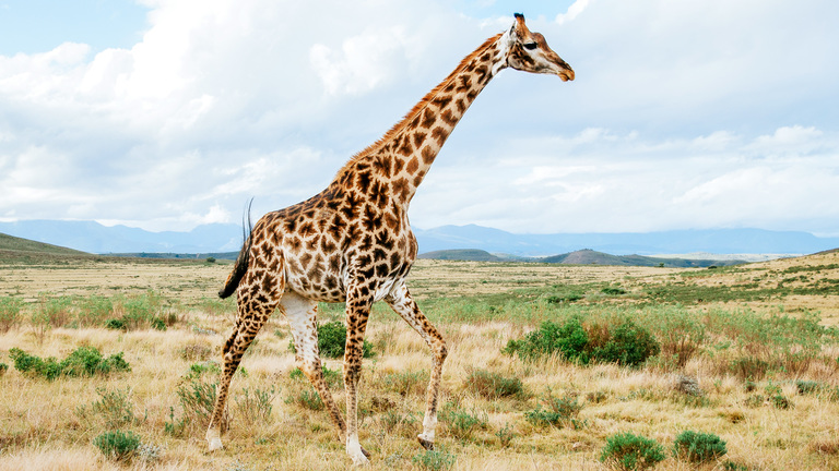Ce que vous devriez savoir sur les girafes