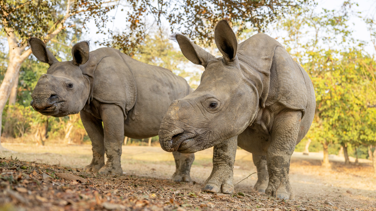 Rhino calves in care at CWRC.