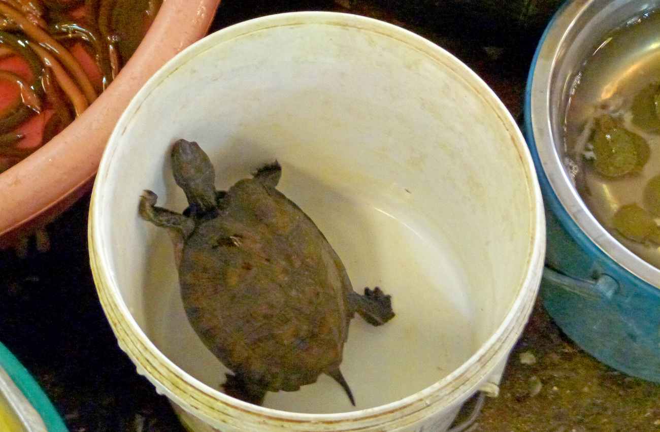 Une tortue vivante à vendre sur un marché de rue à Mae Sai, en Thaïlande. 