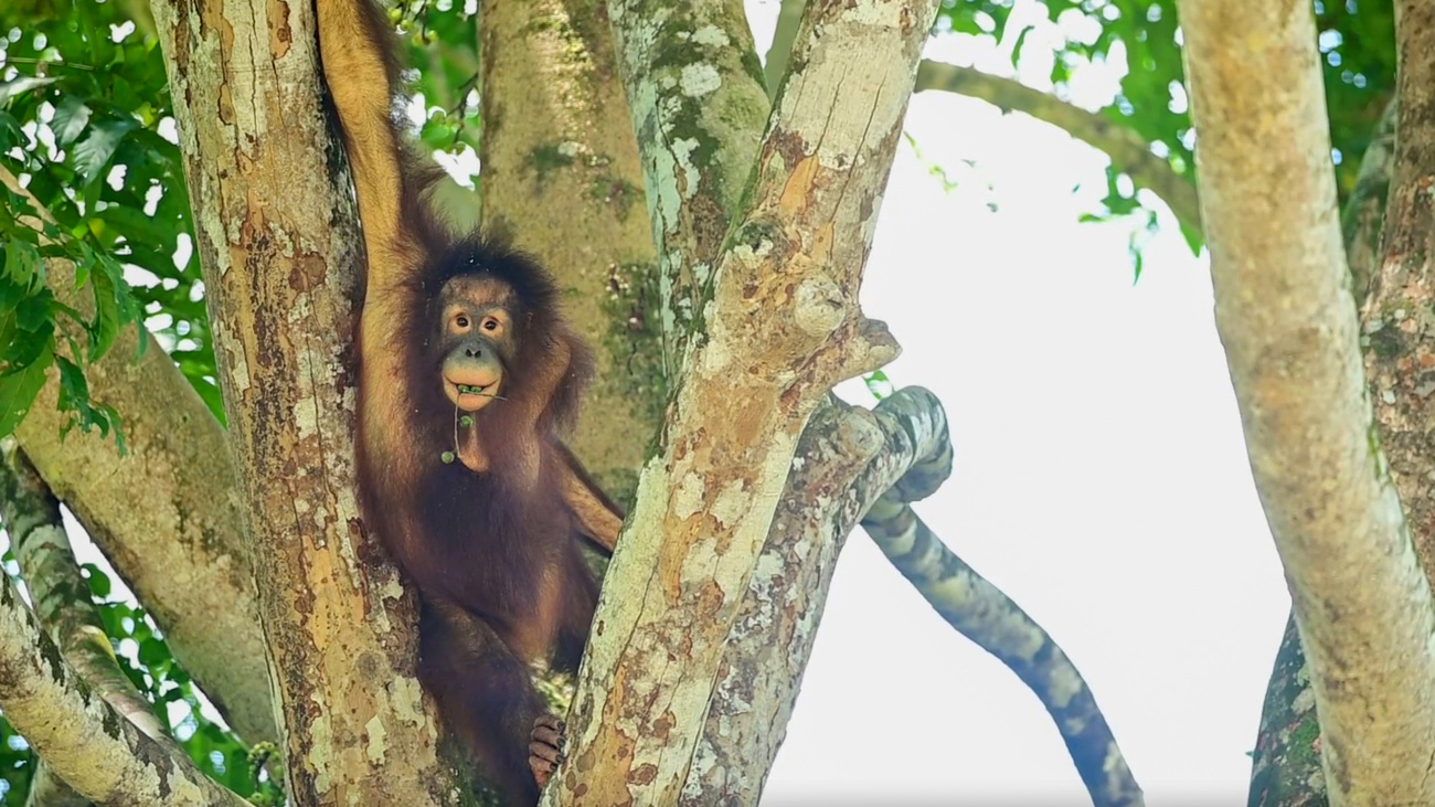 Mungil, a young orangutan rescued from the illegal pet trade, in a tree on Dalwood-Wylie Island.