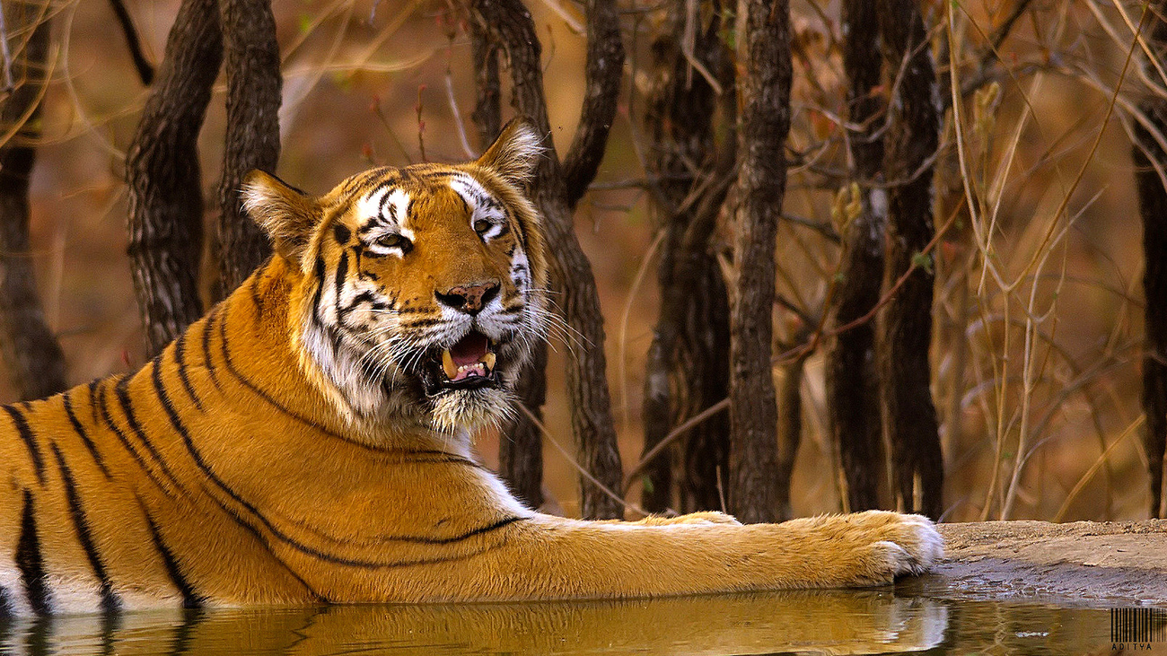 Tigress in India