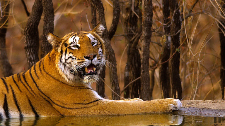 What you should know about tigers | IFAW