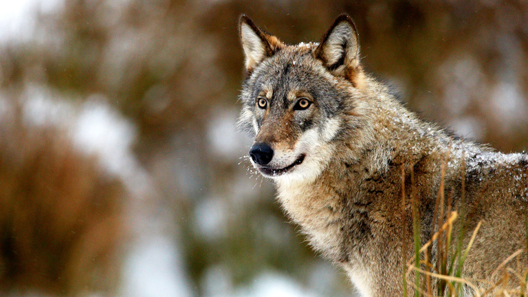 What you should know about wolves | IFAW