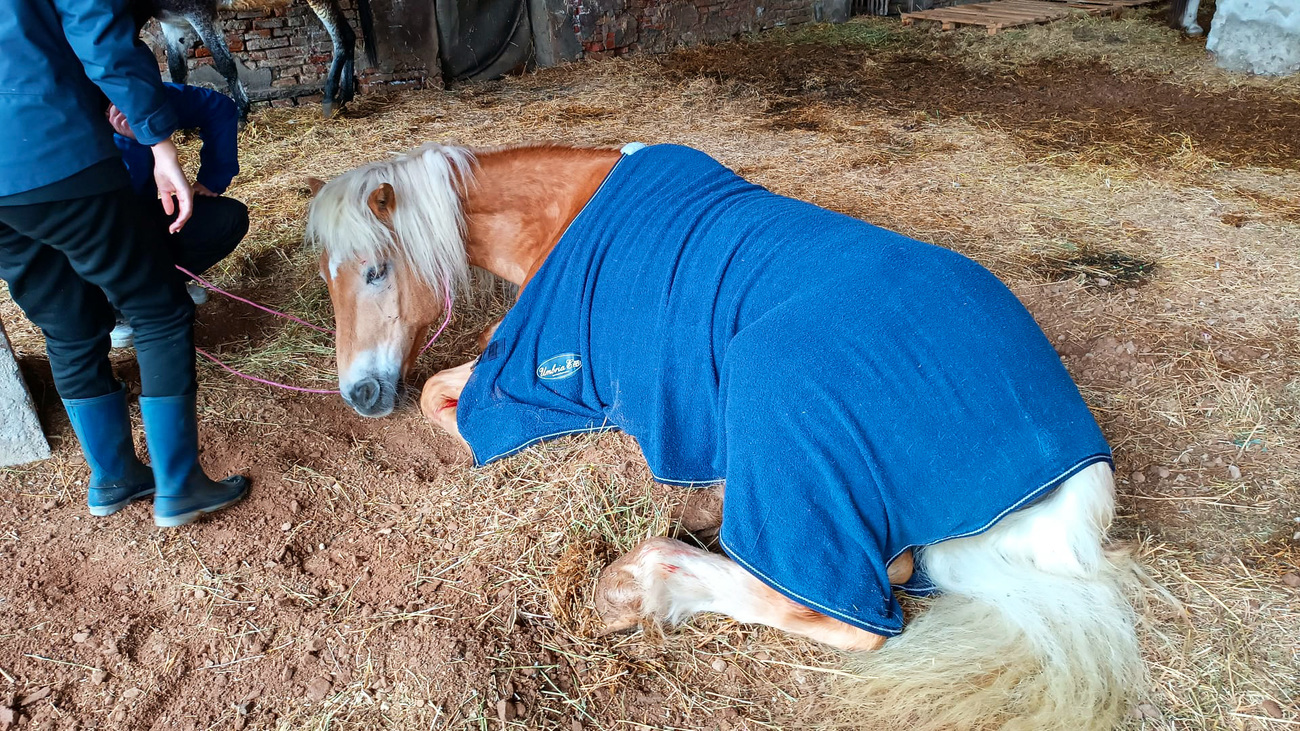 OIPA carried out rescue activities to save horses during historic flooding in northern Italy.