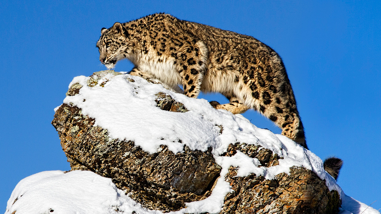 A snow leopard scouting from atop a rock.