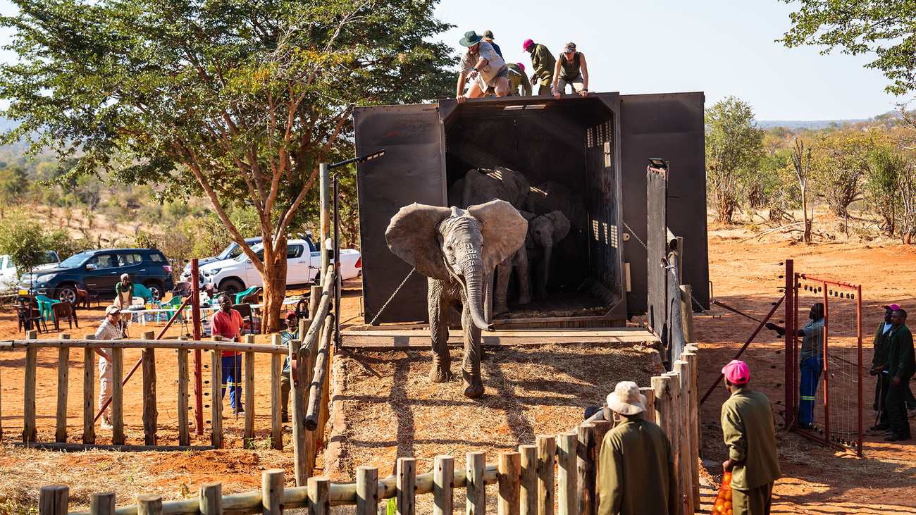 Ein Elefant mit großen Ohren steigt aus einem Transporter aus.
