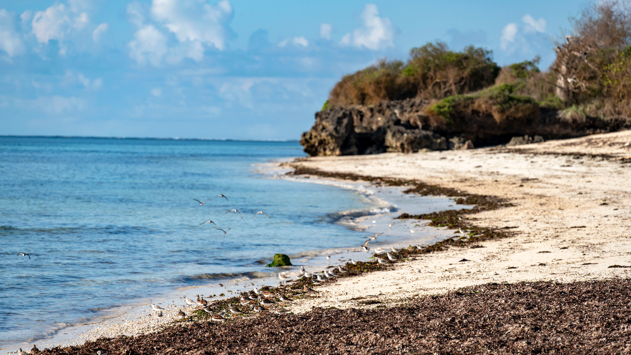 Strand aan de kust van Vipingo, Kenia.