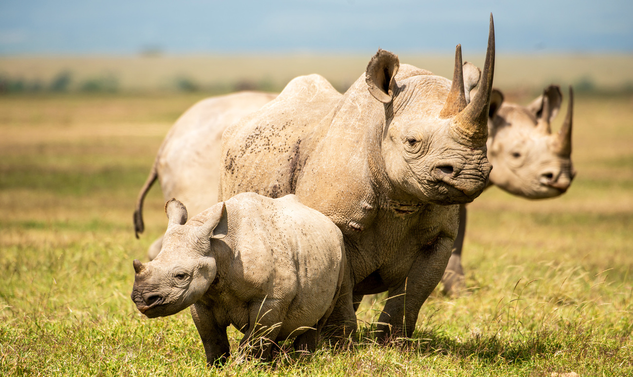 A family of black rhinos with a calf.