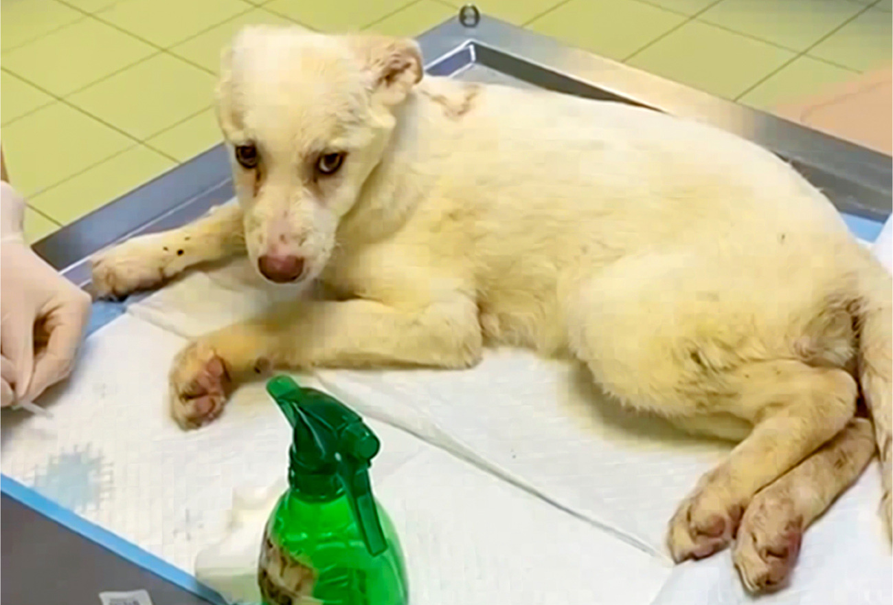 A dog receives care from Alden Vet Clinic in Kyiv, supported by IFAW through Nova Ukraine.