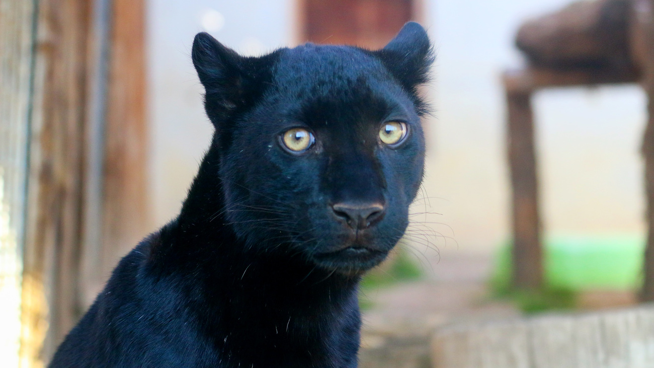 Kiara the leopard cub in care at Tonga Terre d’Accueil after her rescue from the exotic pet trade in Ukraine.