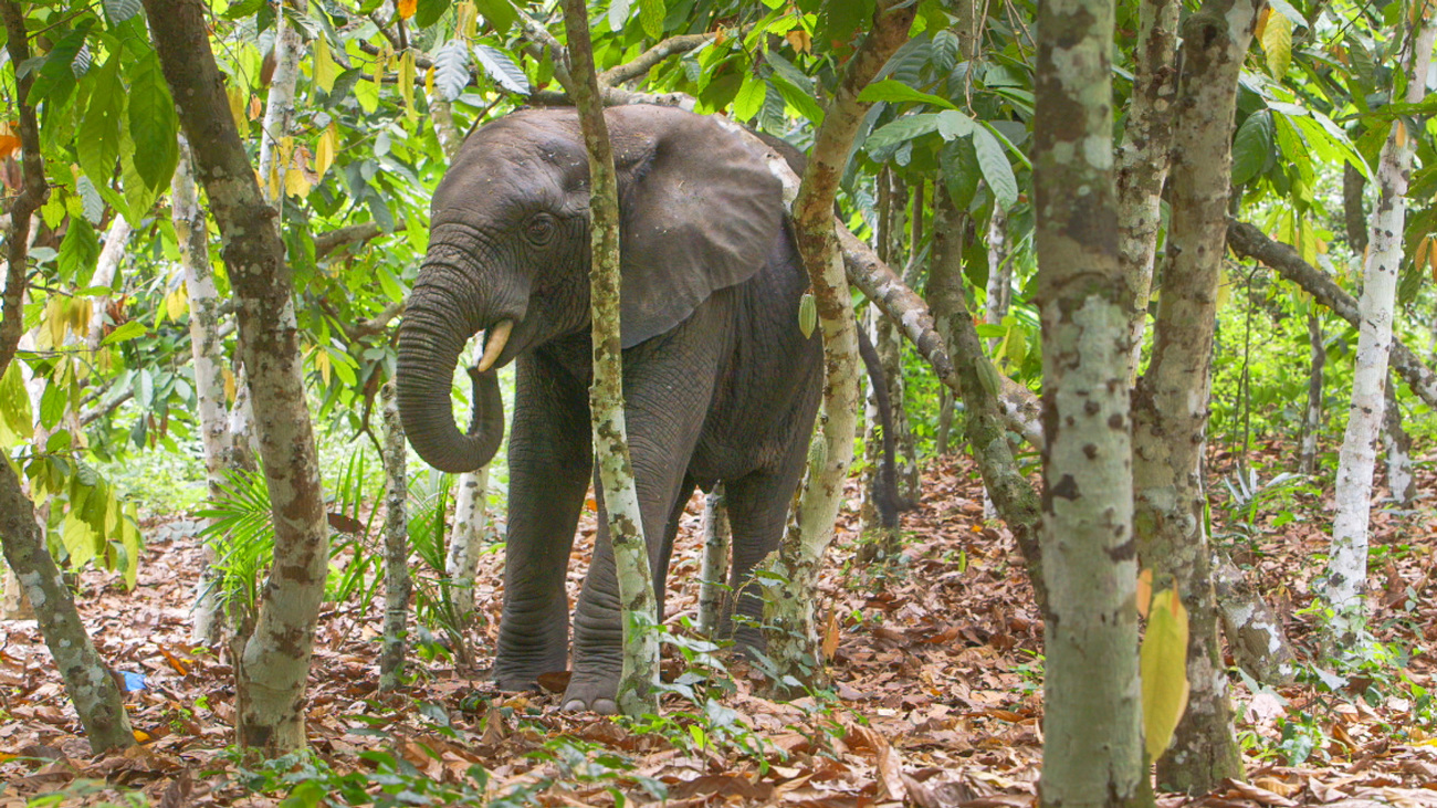 An African forest elephant.