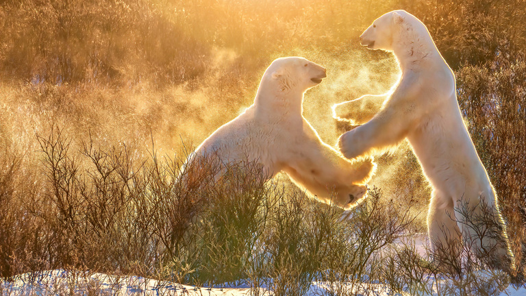 Climate change is forcing polar bears to eat garbage