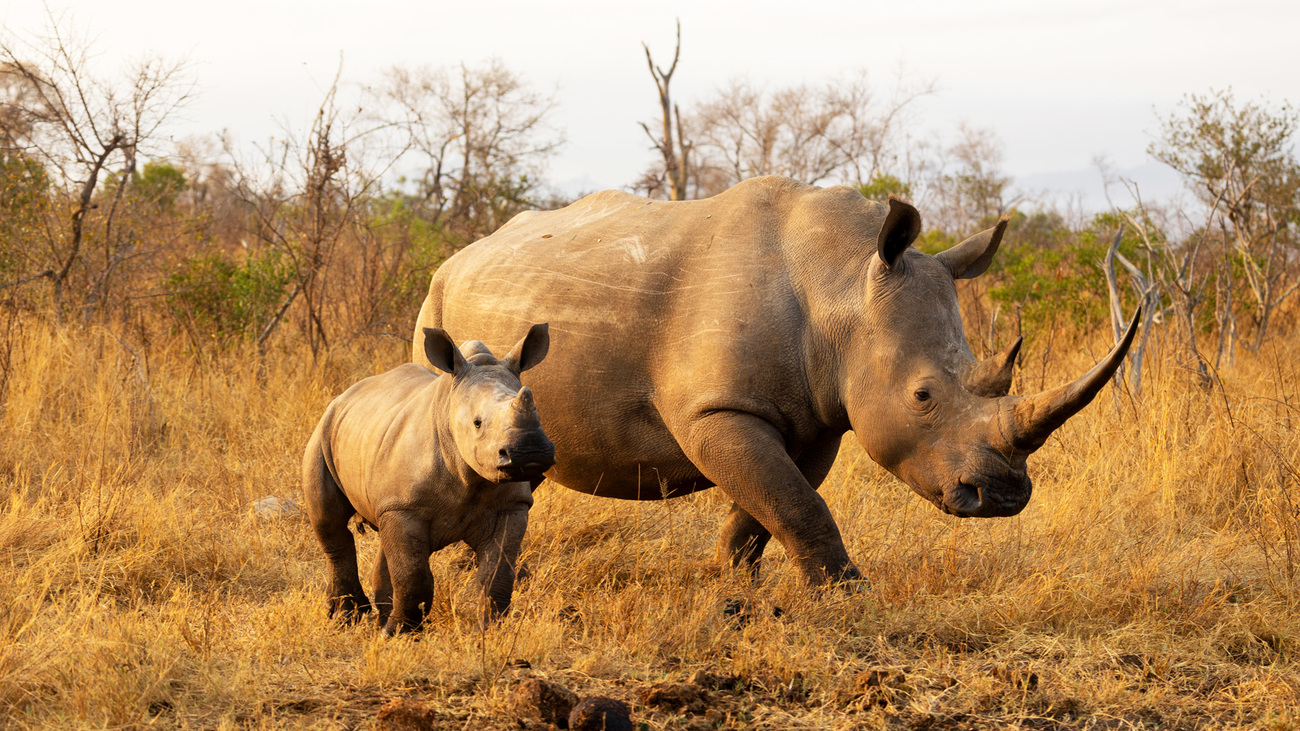 White rhino and calf in Kruger National Park, South Africa.