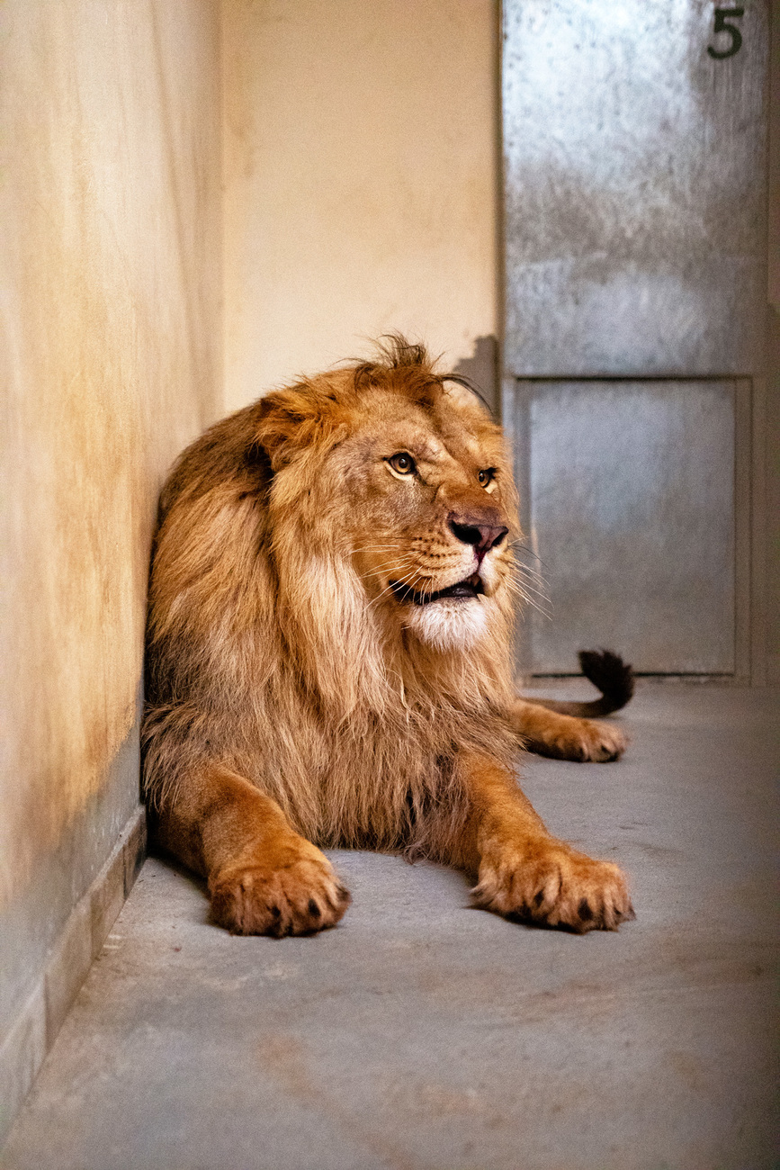 Two-year-old lion Akeru adjusts to his new surroundings at Poznań Zoo.