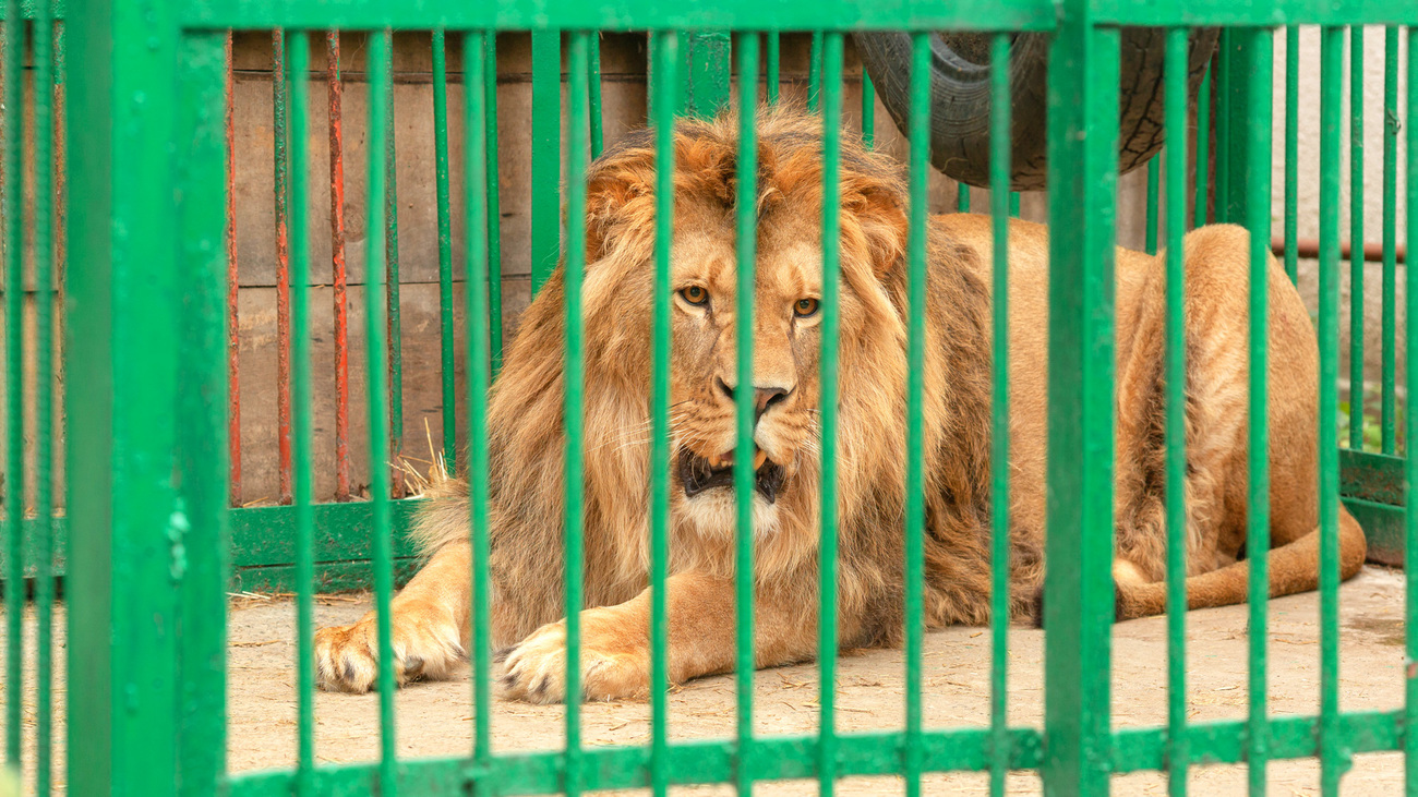 un lion en cage