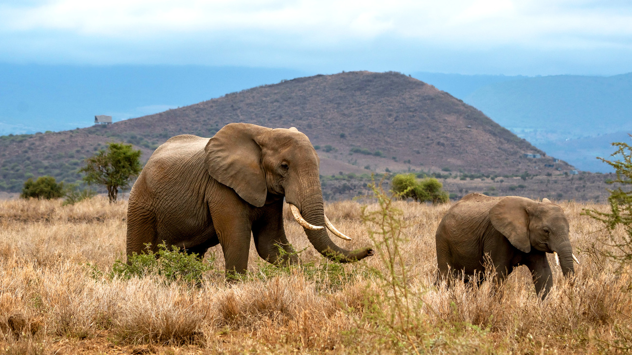 Olifanten in Kitenden Conservancy met Lemomo Hill op de achtergrond.