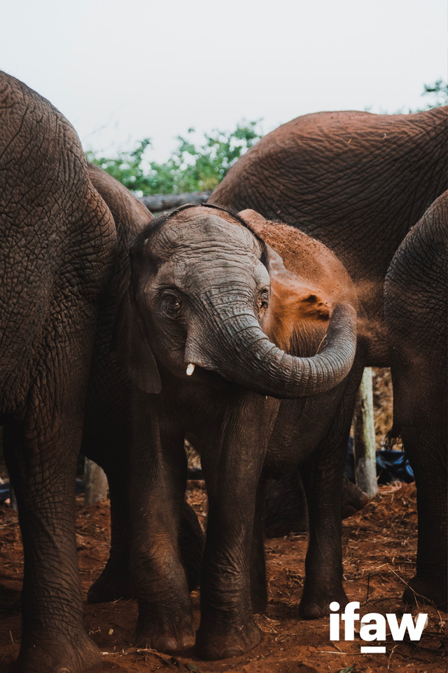 elephants