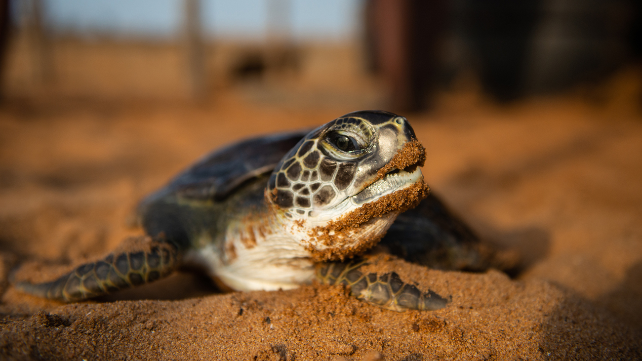 Turtle at the Center for Turtle Protection on the beach in Cotonou, Benin.