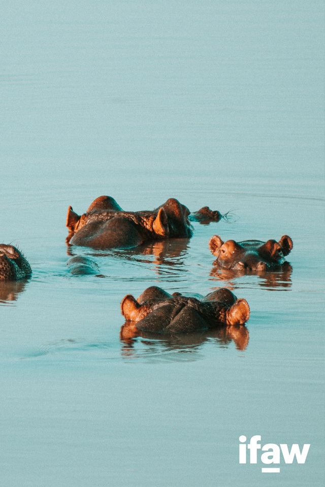 hippos