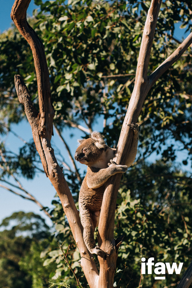 koala