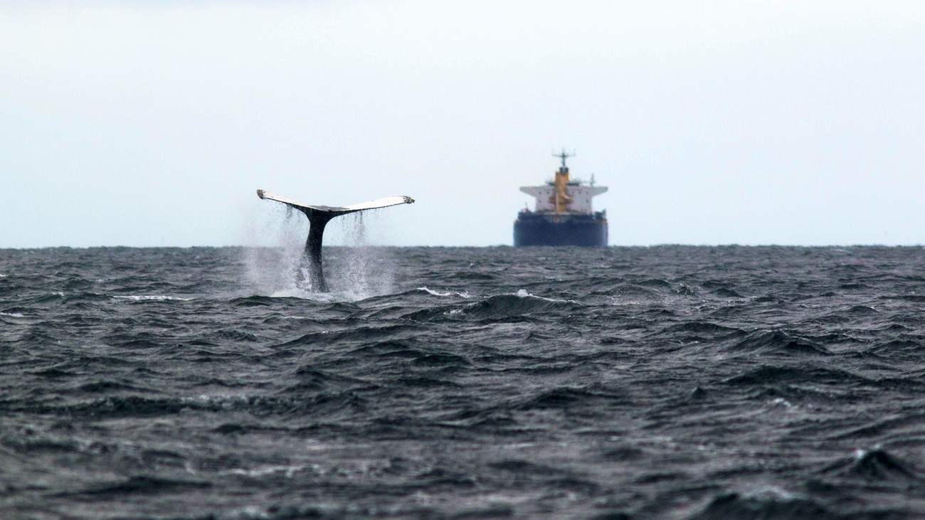 Die Fluke eines Wales mit einem Tanker im Hintergrund. 