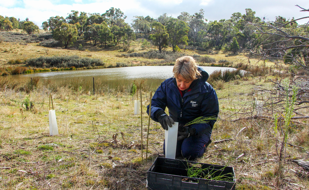 IFAW Wildlife Campaign Manager Josey Sharrad planting a tree