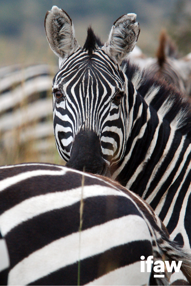 zebra