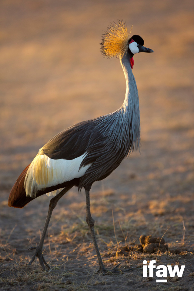 crowned crane