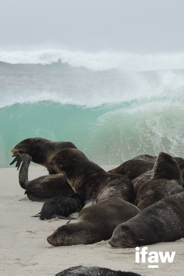 seals