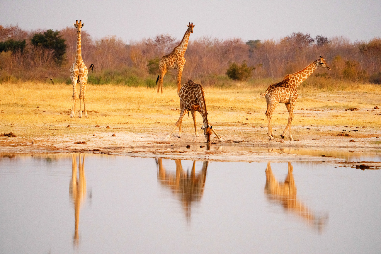 A giraffe drinks water in Hwange National Park.