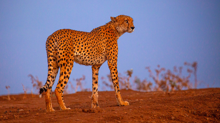 Cheetah just had to meet this mini cheetah 