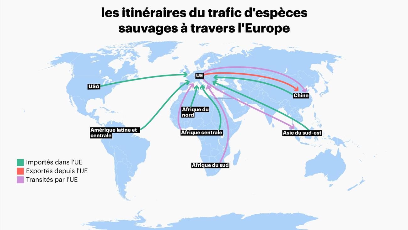 Carte des itinéraires du trafic d'espèces sauvages à travers l'Europe 