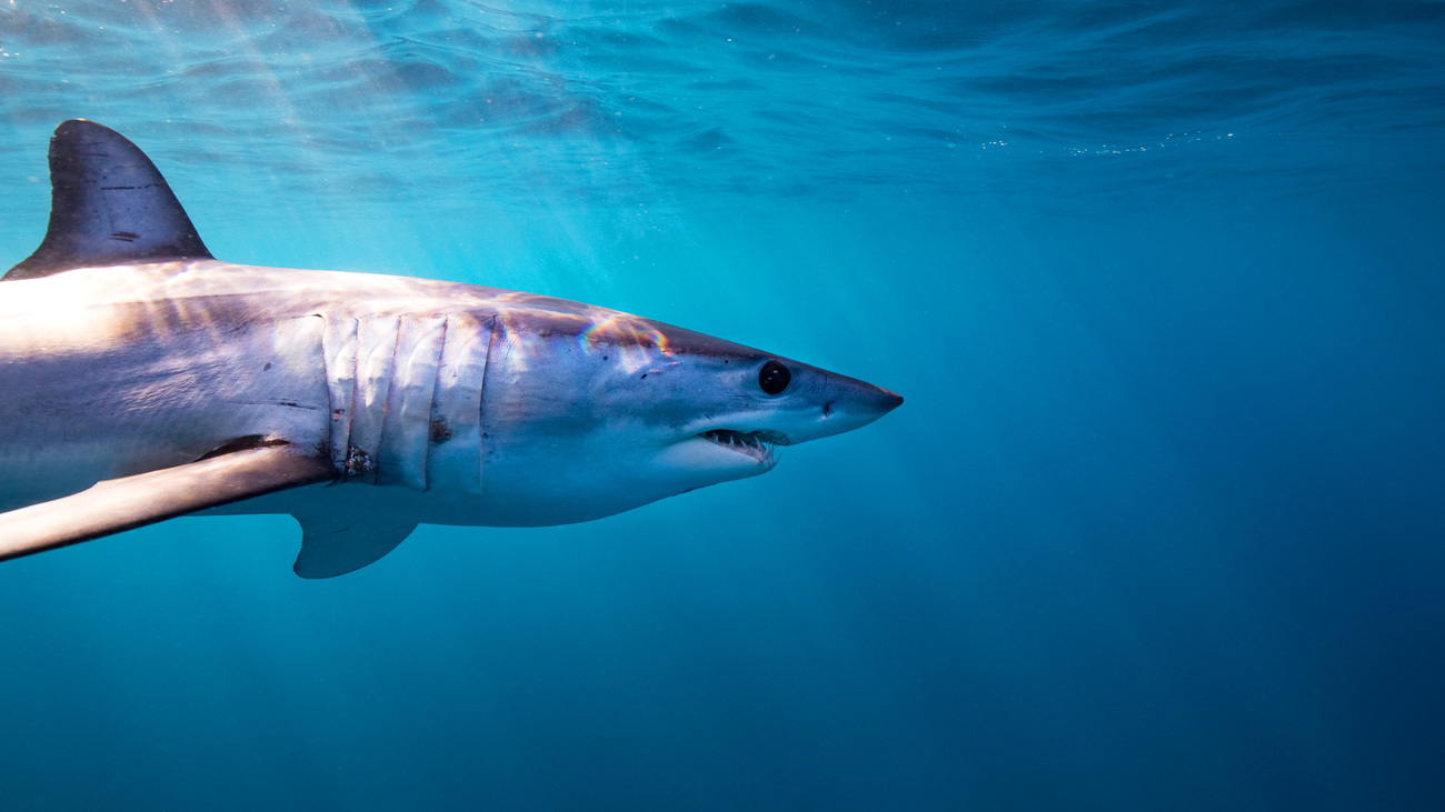 mako shark 