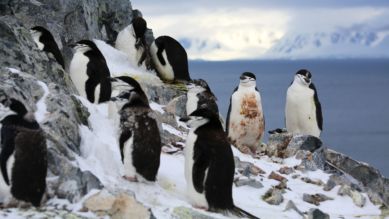 A group of chinstrap penguins gathered on the rocks on the Antarctica Peninsula.