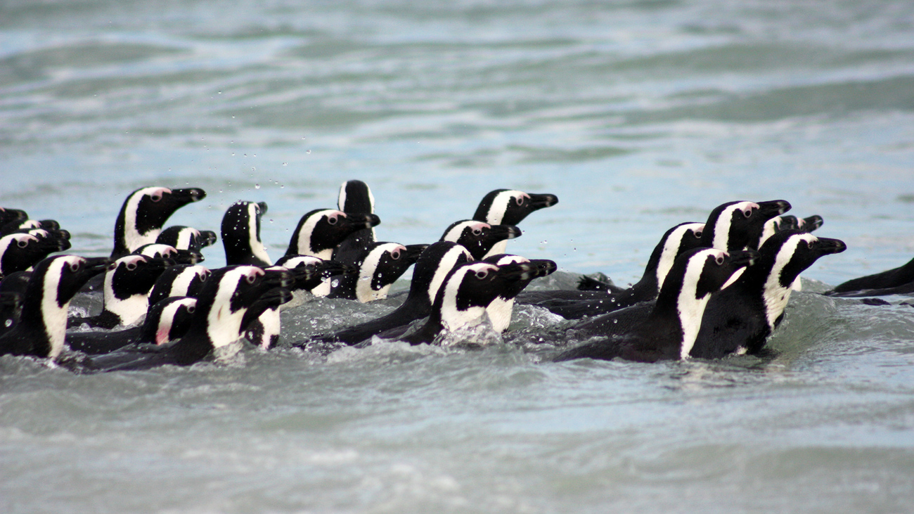 African penguins are released back to the wild after being rescued from an oil spill.