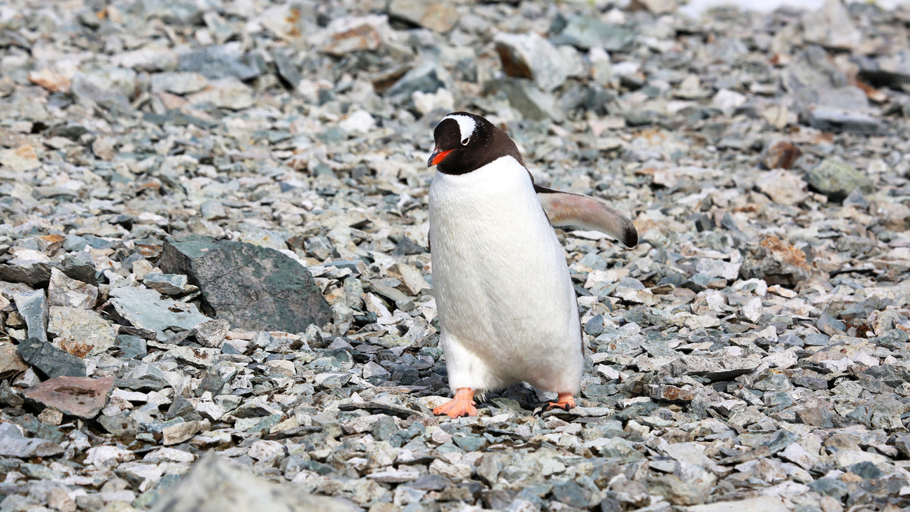 A Gentoo penguin in Antarctica.