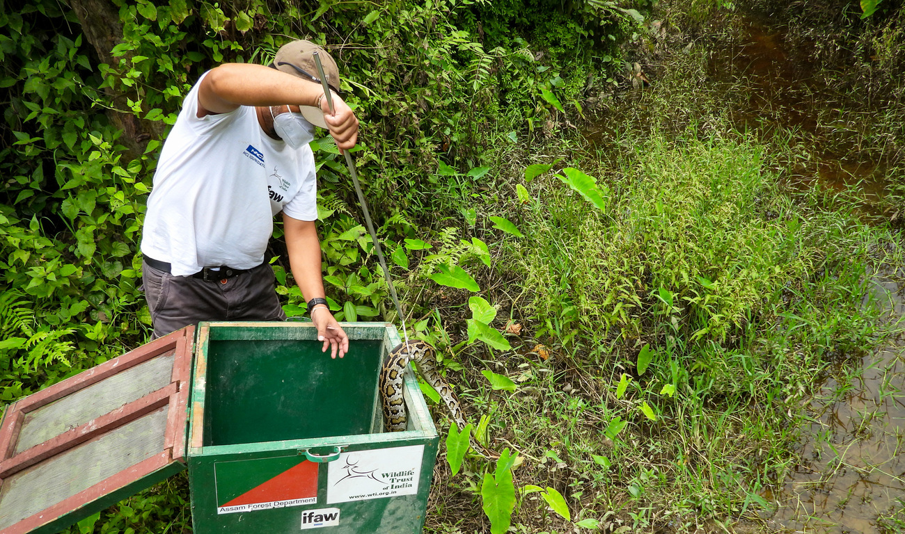 A member of the WTI MVS team uses a snake handling hook to release a rescued Burmese python into the Padumoni Wildlife Sanctuary in Assam, India.