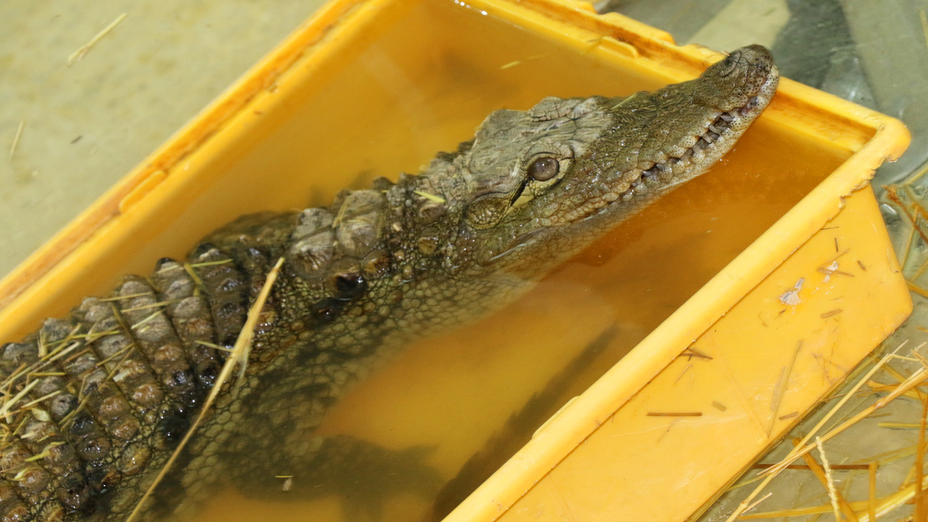 Mahzooz the crocodile awaits relocation from Al-Ma'wa Wildlife Sanctuary after being confiscated from smugglers in the exotic pet trade.