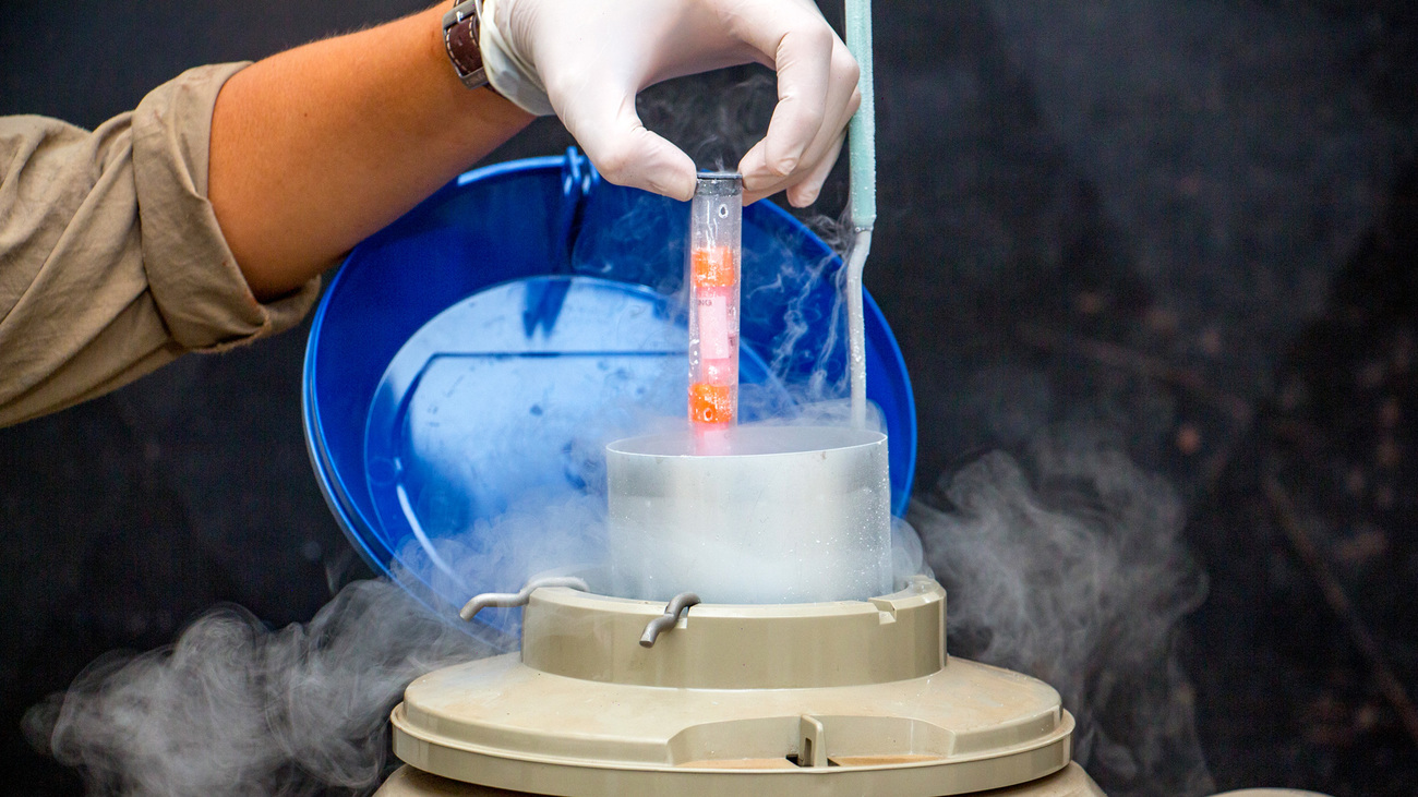 A member of the Instituto Tamanduá team places a tube containing vials of genetic material from young giant anteaters into a liquid nitrogen storage tank.