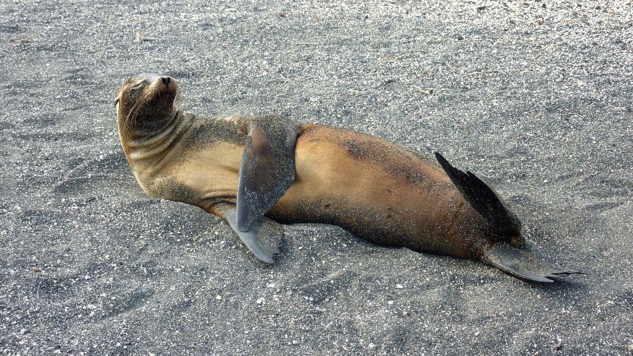 A Galapagos sea lion lounges in the sands.