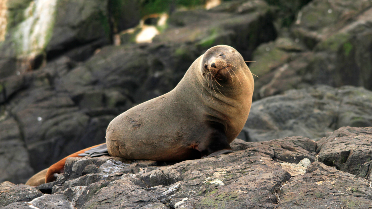 An Australian brown sea lion sits on a rock.